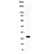 Western blot testing of Cyclin D3 antibody and recombinant human protein (0.5ng).