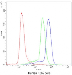 Flow cytometry testing of human K562 cells with Cyclin D3 antibody at 1ug/million cells (blocked with goat sera); Red=cells alone, Green=isotype control, Blue=Cyclin D3 antibody.