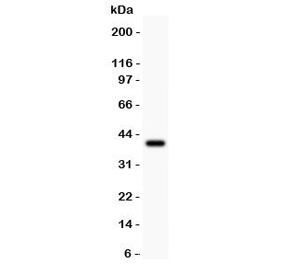 Western blot testing of Cyclin B1 antibody and recombinant human protein (0.5ng)