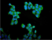 Immunofluorescent staining of FFPE human A431 cells with Cyclin B1 antibody (green) and DAPI nuclear stain (blue). HIER: steam section in pH6 citrate buffer for 20 min.
