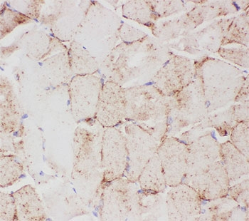 IHC-P testing of mouse skeletal muscle tissue