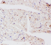 IHC-P testing of rat heart tissue