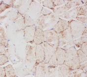 IHC-P testing of mouse skeletal muscle tissue