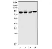 Western blot testing of human 1) placenta, 2) K562, 3) HepG2 and 4) Caco-2 lysate with IKK alpha antibody. Predicted molecular weight: ~85 kDa.