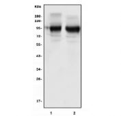 Western blot testing testing of 1) rat brain and 2) mouse brain tissue lysate with Kv2.1 antibody. Predicted molecular weight ~96 kDa.