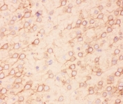 IHC-P: Kv2.1 antibody testing of mouse brain tissue