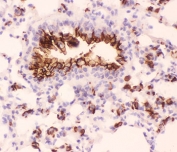 IHC-P: Mucin 1 antibody testing of mouse lung tissue
