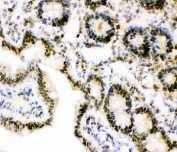 IHC-P: Ubiquitin antibody testing of rat intestine tissue