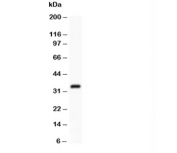 Western blot testing of Ubiquitin antibody and recombinant human protein (0.5ng)