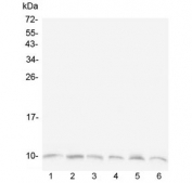 Western blot testing of 1) human Caco-2, 2) human K562, 3) human ThP-1, 4) rat PC-12, 5) rat brain and 6) mouse brain with Ubiquitin antibody. Predicted molecular weight ~9 kDa.
