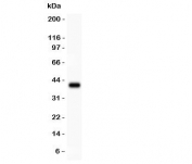 Western blot testing of ANG1 antibody and recombinant human protein (0.5ng)