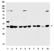 Western blot testing of 1) human HeLa, 2) human K562, 3) monkey COS-7, 4) human A549, 5) human PC-3, 6) human U-2 OS, 7) rat spleen, 8) rat lung, 9) rat kidney, and 10) rat C6 lysate with Annexin A1 antibody. Predicted molecular weight ~38 kDa.