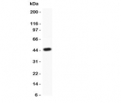 Western blot testing of APE1 antibody and recombinant human protein (0.5ng)