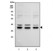Western blot testing of human 1) HeLa, 2) 293T and 3) K562 cell lysate with ATF1 antibody. Routinely observed molecular weight: 29-35 kDa.