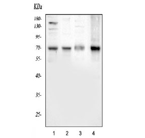 Western blot testing of 1) rat brain, 2) rat thymus, 3) mouse brain and 4) mouse thymus tissue lysate with ATF2 antibody. Expected molecular weight: 65-70 kDa.