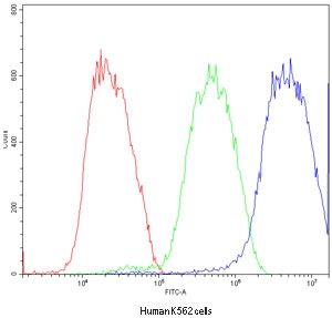 Flow cytometry testing of human K562 cells with ATF2 antibody at 1ug/million cells (blocked with goat sera); Red=cells alone, Green=isotype control, Blue=ATF2 antibody.