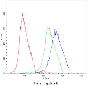 Flow cytometry testing of human HepG2 cells with ATF2 antibody at 1ug/million cells (blocked with goat sera); Red=cells alone, Green=isotype control, Blue=ATF2 antibody.
