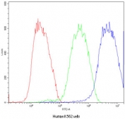 Flow cytometry testing of human K562 cells with ATF2 antibody at 1ug/10^6 cells (blocked with goat sera); Red=cells alone, Green=isotype control, Blue=ATF2 antibody.