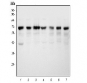 Western blot testing of human 1) HepG2, 2) K562, 3) SH-SY5Y, 4) U-87 MG, 5) A549, 6) MOLT-4 and 7) HEL cell lysate with ATF2 antibody. Expected molecular weight: 65-70 kDa.