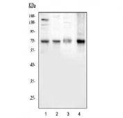 Western blot testing of 1) rat brain, 2) rat thymus, 3) mouse brain and 4) mouse thymus tissue lysate with ATF2 antibody. Expected molecular weight: 65-70 kDa.