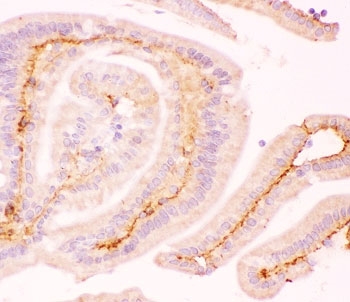 IHC-P: MCL1 antibody testing of mouse intestine tissue