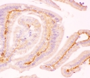 IHC-P: MCL1 antibody testing of mouse intestine tissue