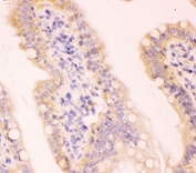IHC-P staining of rat intestine tissue