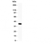 Western blot testing of SynCAM antibody and recombinant human protein (0.5ng)
