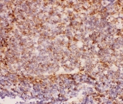 IHC-P: MAC-1 antibody testing of FFPE rat spleen tissue