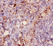 IHC-P: MAC-1 antibody testing of FFPE mouse spleen tissue