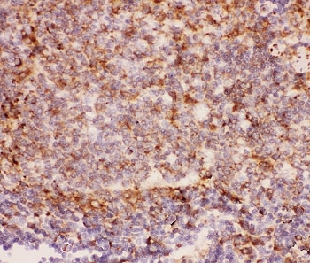 IHC-P: MAC-1 antibody testing of rat spleen tissue