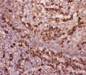 IHC-P: MAC-1 antibody testing of FFPE human tonsil tissue