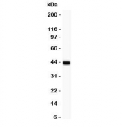 Western blot testing of MAC-1 antibody and recombinant human partial protein (0.5ng)