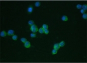 Immunofluorescent staining of human THP1 cells with LFA-1 antibody (green) at 2ug/ml and DAPI nuclear counterstain (blue). HIER: boil tissue sections in pH6, 10mM citrate buffer, for 10-20 min followed by cooling at RT for 20 min.