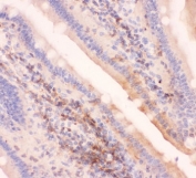 IHC-P: MRP4 antibody testing of mouse intestine tissue