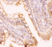 IHC-P: MRP4 antibody testing of rat intestine tissue