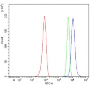 Flow cytometry testing of human HeLa cells with p50 antibody at 1ug/million cells (blocked with goat sera); Red=cells alone, Green=isotype control, Blue= p50 antibody.