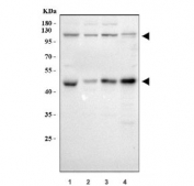 Western blot testing of human 1) Raji, 2) SH-SY5Y, 3) HeLa and 4) Jurkat cell lysate with p50 antibody. Expected molecular weight: 50 kDa / 105 kDa.