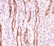 IHC-P staining of mouse kidney tissue