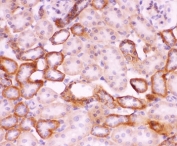 IHC-P staining of rat kidney tissue