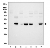 Western blot testing of human 1) PC-3, 2) placenta, 3) HepG2, 4) ThP-1, 5) K562, 6) A549 and 7) HeLa cell lysate with PD-L1 antibody.  Predicted molecular weight ~34 kDa (unmodified), 45-70 kDa (glycosylated).