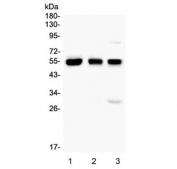Western blot testing of 1) human HL60, 2) rat thymus and 3) mouse thymus with RUNX1 antibody. Predicted molecular weight ~49 kDa.