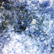 IHC staining of frozen rat spleen with RUNX1 antibody. HIER: boil tissue sections in pH6, 10mM citrate buffer, for 20 min and allow to cool before testing.