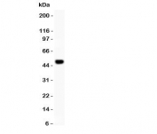 Western blot testing of RUNX2 antibody and recombinant human protein (0.5ng)