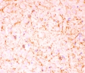 IHC-P testing of rat brain tissue