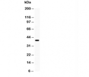 Western blot testing of SIRT2 antibody and recombinant human protein (0.5ng)
