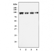 Western blot testing of 1) human SH-SY5Y, 2) rat brain, 3) rat testis and 4) mouse brain lysate with BRAF antibody. Expected molecular weight: 85-95 kDa.