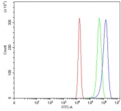 Flow cytometry testing of human U-2 OS cells with BRAF antibody at 1ug/million cells (blocked with goat sera); Red=cells alone, Green=isotype control, Blue= BRAF antibody.