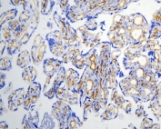 IHC staining of frozen human placental tissue with Caveolin-1 antibody.