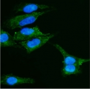 Immunofluorescent staining of FFPE human A549 cells with Caveolin-2 antibody (green) and DAPI nuclear stain (blue). HIER: steam section in pH6 citrate buffer for 20 min.